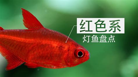 紅色觀賞魚